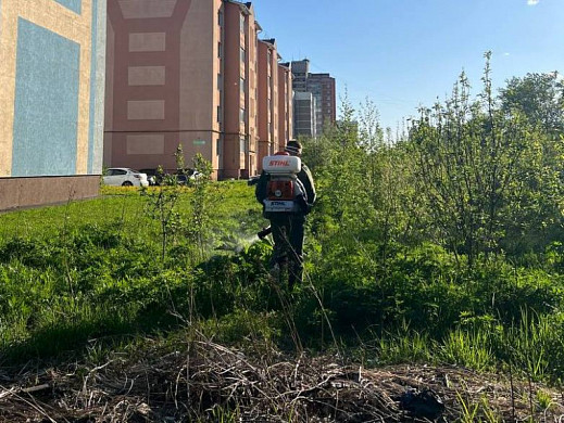 На уничтожение борщевика Сосновского в Иванове потратят 379 тысяч рублей